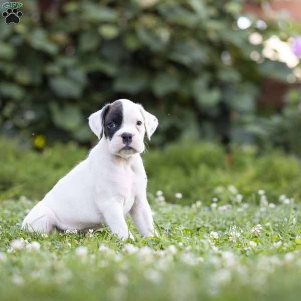 Oreo, Boxer Puppy